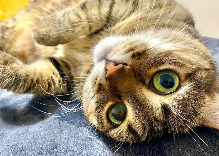 Professor 게스트하우스 *