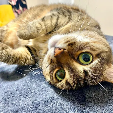 Professor בית הארחה *